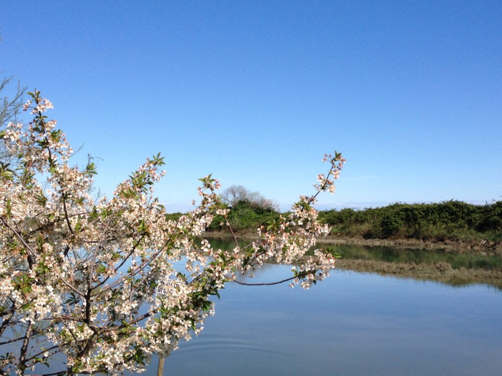 Le valli della laguna di Venezia: Valle Drago Jesolo