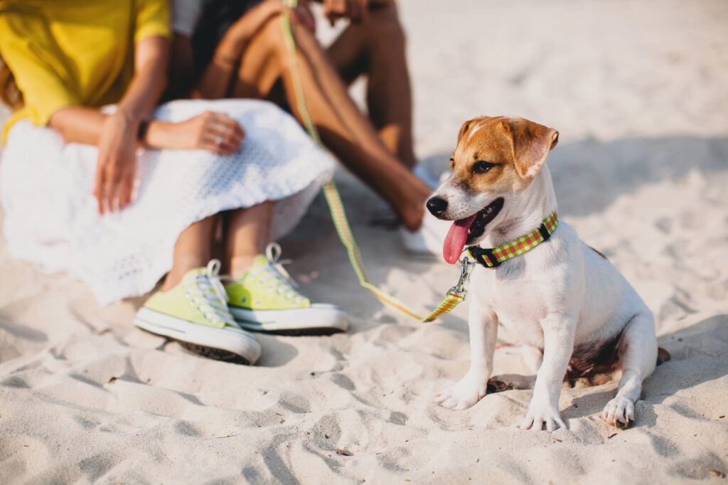 un cane felice sulla sabbia della spiaggia di Jesolo