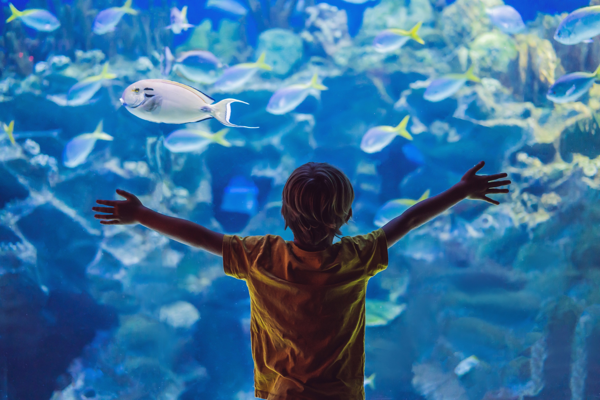 Bambino che osserva i pesci tropicali al coperto del Tropicarium Park a Jesolo.